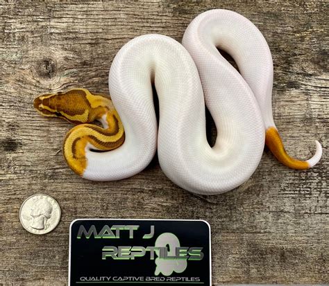 ultramel piebald ball python  mattjreptiles morphmarket