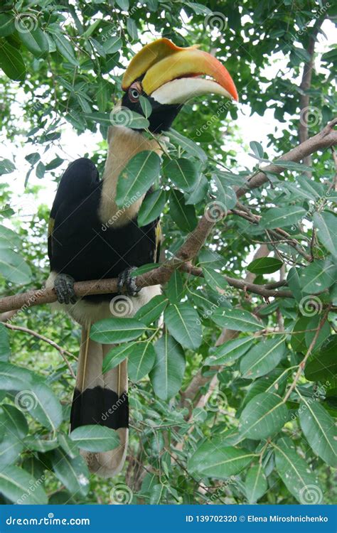 Tropical Bird Hornbill Toucan on a Branch with Green Leaves, with Big ...