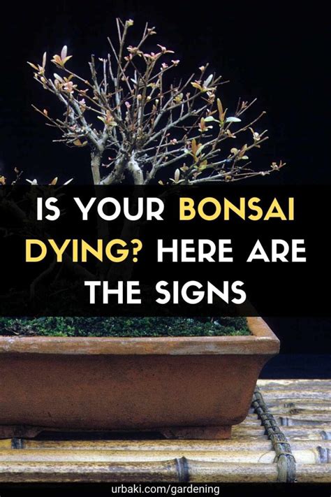 Is Your Bonsai Dying Here Are The Signs