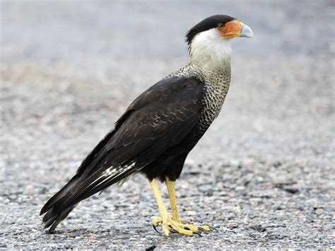 El Ave Quebrantahuesos Y Sus Caracter Sticas Loros Y Guacamayos