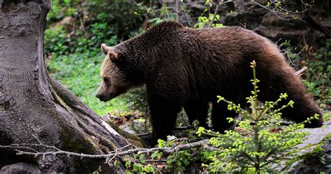 Montana Man Survives Grizzly Bear Attack Gohunt The Hunting Company