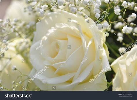 10,193 White Roses Funeral Images, Stock Photos & Vectors | Shutterstock