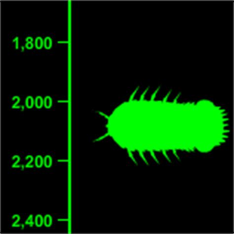 Giant Isopod - Deep Sea Creatures on Sea and Sky