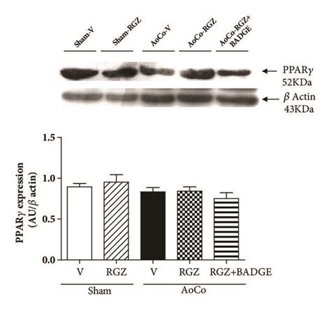 Effect of rosiglitazone RGZ on PPARγ activity a and PPARγ