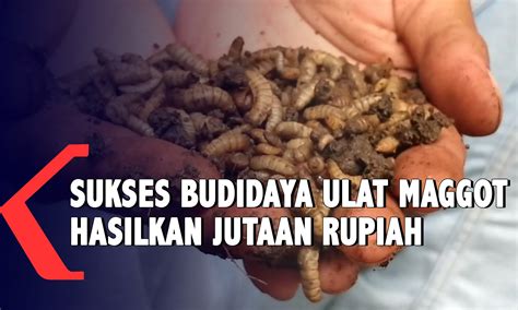 Pemuda Sukses Hasilkan Jutaan Rupiah Dari Budidaya Ulat Maggot