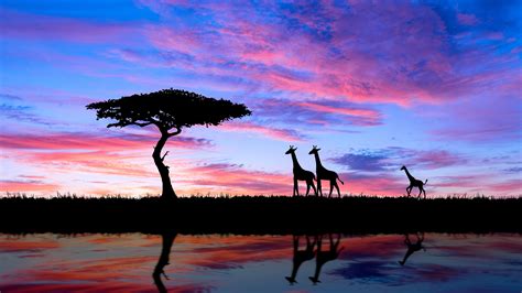 3840x2160 Giraffe Evening Silhouette 4k 4k Hd 4k Wallpapersimages