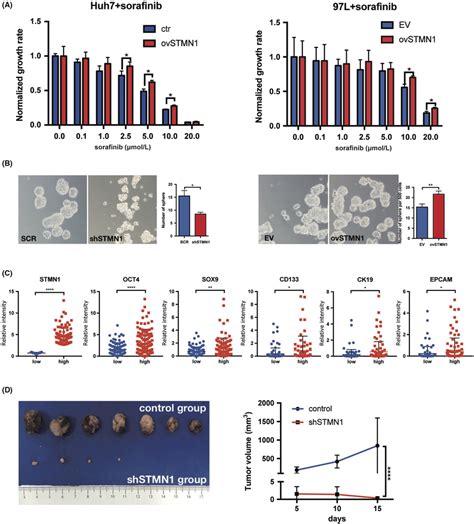 Stmn1 Regulates Cell Proliferation And Migration Of Hepatocellular Download Scientific Diagram