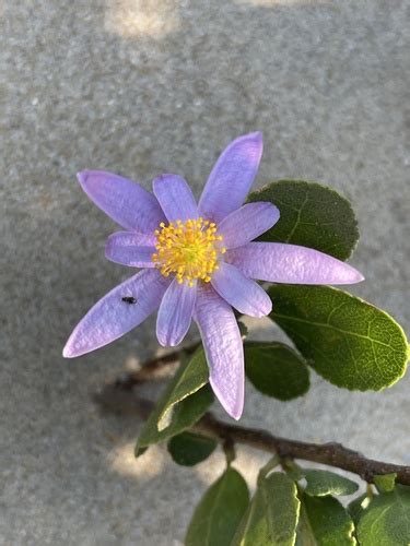 Sand Bowwood Variety Grewia Occidentalis Litoralis Inaturalist