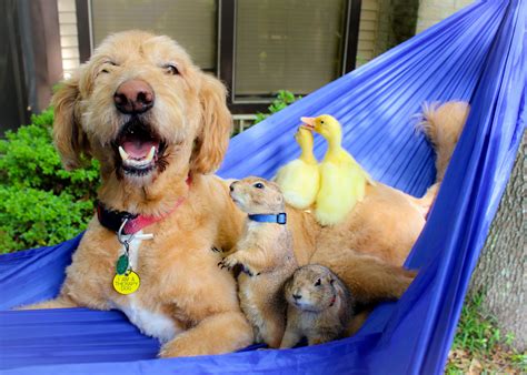 This lovable pack of animals is the cutest thing you’ll see today