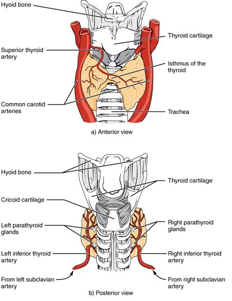 Posterior View Of Thyroid Gland