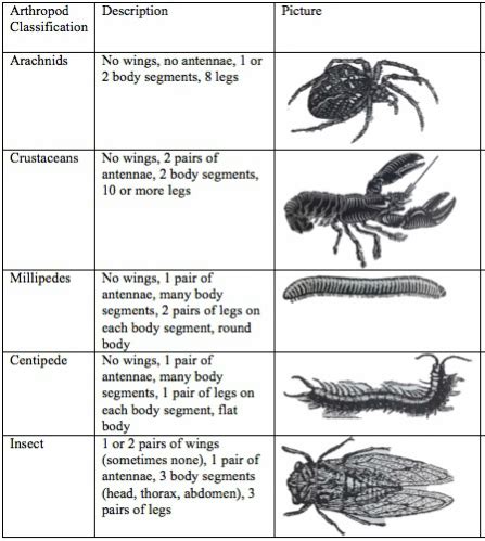 10 Types Of Arthropods