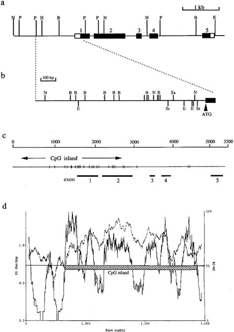 Structural Organization And Expression Of The Mouse Gene For Pur‐1 A