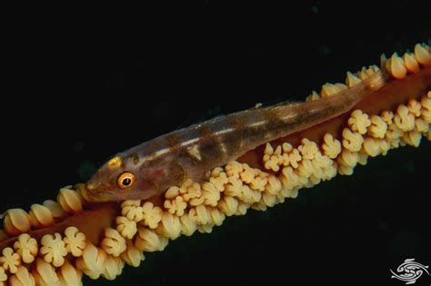 Whip Coral Goby Facts And Photographs Seaunseen