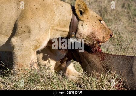 Lion Female Eating With Wildebeest Kill PANTHERA LEO Tanzania Africa