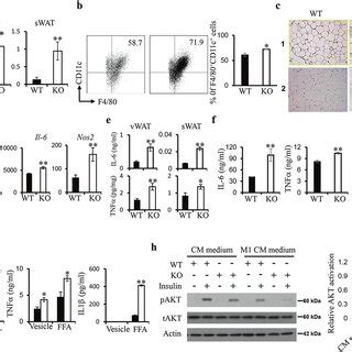 Irf Inhibits Macrophage Inflammatory Activation And Adipose Tissue