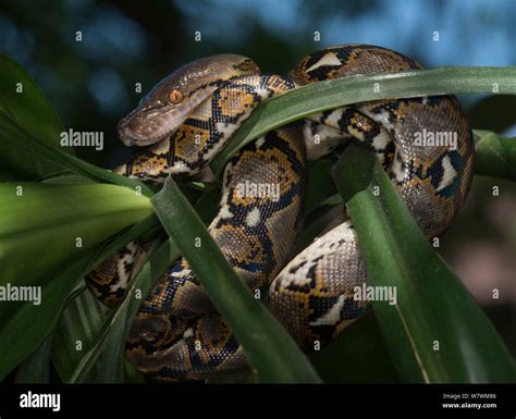 Reticulated Python Malayopython Reticulatus Captive Native To South