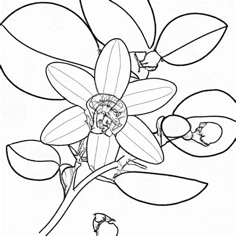 7 Desenhos De Flor De Laranjeira Para Imprimir E Colorir