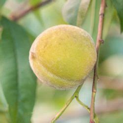 Prunus Persica Va De Rboles