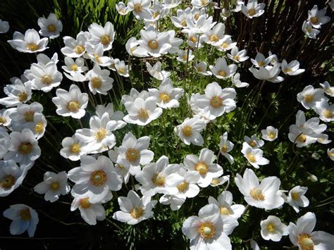 Top 20 Alberta Native Plants For Your Garden Shrubhub