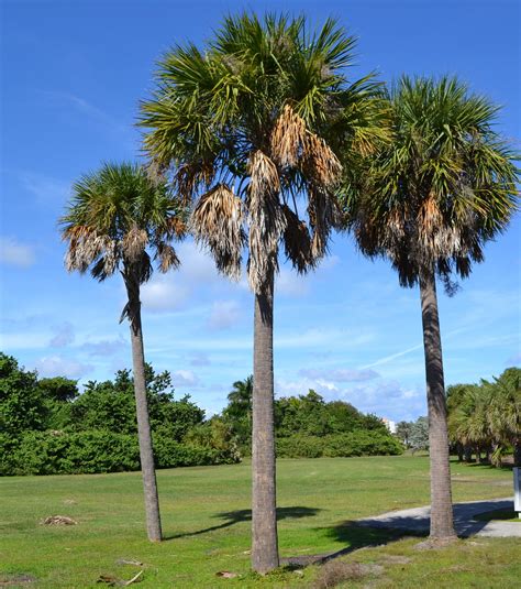 Sabal Cabbage Palm Tree sabal Palmetto Seeds - Etsy