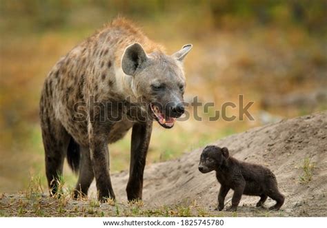 Hyena Cubs Photos and Images | Shutterstock