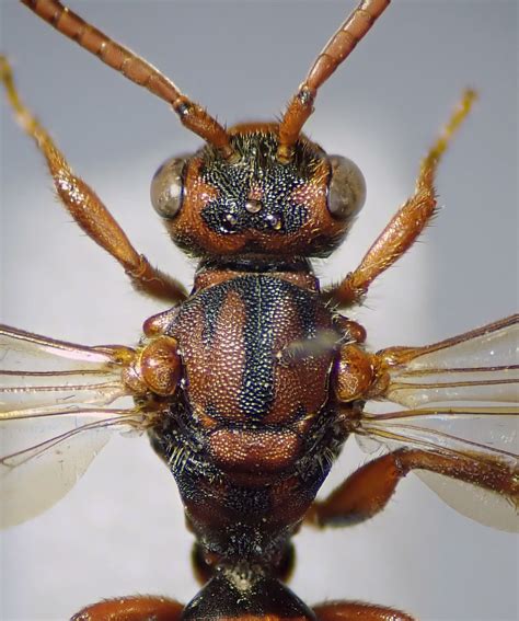 Possible Nomada Fusca Female Head Thorax Curr Wood St Flickr