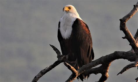 Bird Watching in Uganda | Birding Safaris in Uganda.