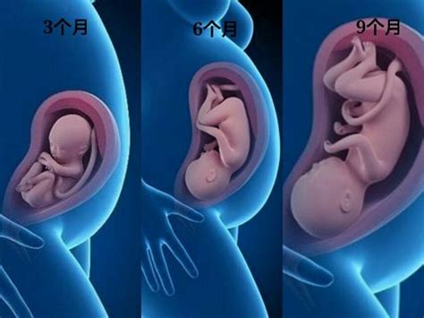 胎兒3個月、6個月、9個月區別有多大？孕婦看這三張圖，感動了 每日頭條