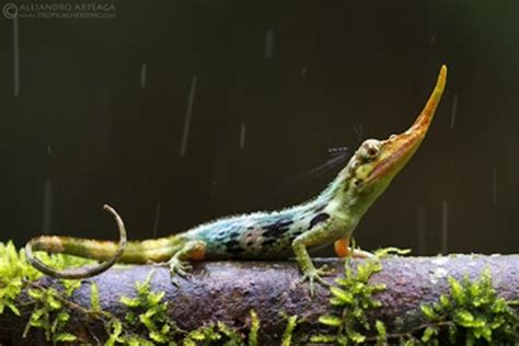 While Just Nosing Around Forest They Found Extinct Pinocchio Lizard