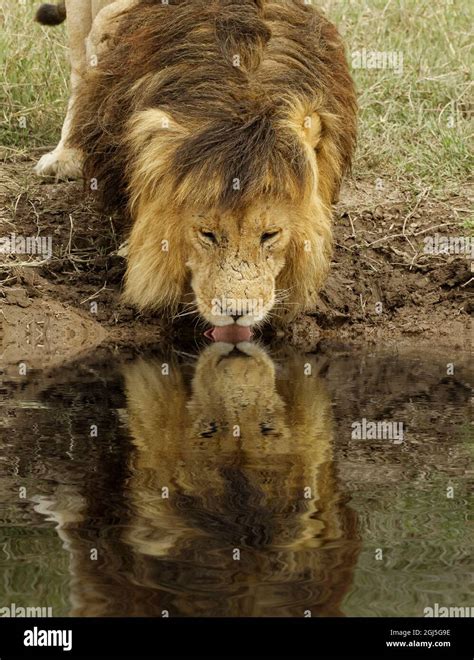 Large Black Maned Male Lion And Reflection Serengeti National Park