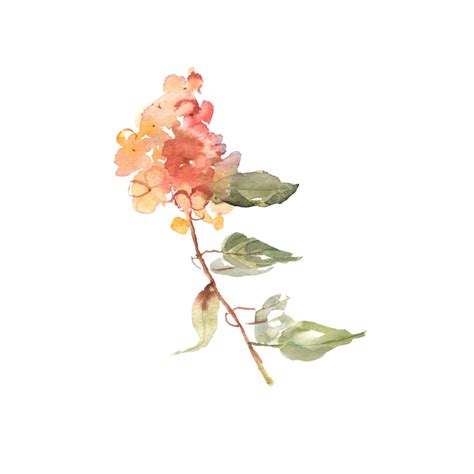 Watercolor Flower Orange Set Plant Isolated For Art Png And Vector
