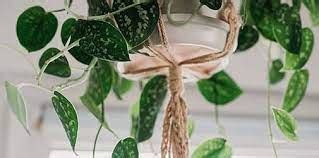 Comment Obtenir De Grandes Feuilles De La Plante Pothos Conseils