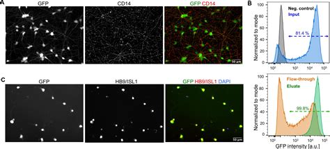 Standardized Reporter Systems For Purification And Imaging Of Human