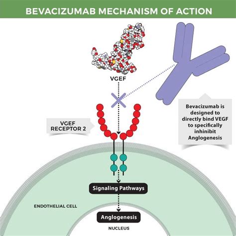 Bevacizumab Structure