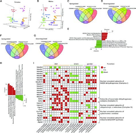 Impact Of Mouse Strain And Sex In The Global Hepatic Gene Expression