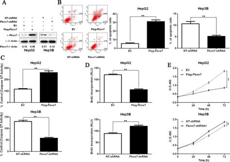 Fbxw7 Regulates Apoptosis And Proliferation In Hcc Cells A Hepg2 And Download Scientific