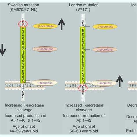 Amyloid precursor protein mutations that alter amyloid precursor ...