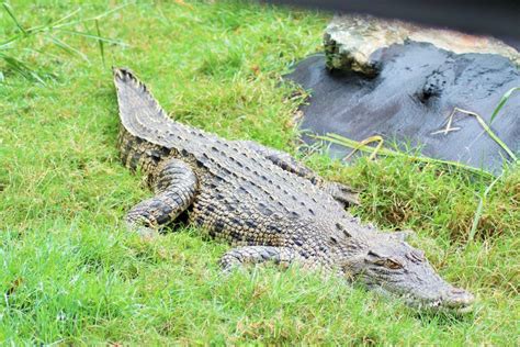 Saltwater Crocodile Crocodylus Porosus Zoochat