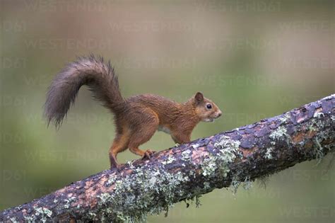 Rotes Eichhörnchen Sciurus Vulgaris Das Auf Einen Baumstamm Klettert