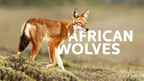 The Lost Wolves Of Africa Ethiopian Wolf Documentary YouTube