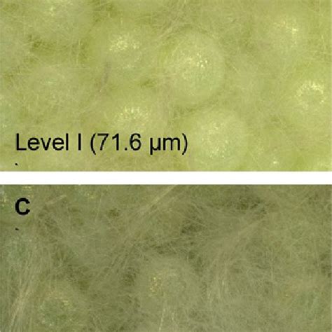 Levels Of Scales On The Top Of Faw Egg Masses Level I Naked Egg