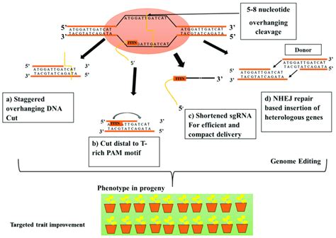 In A Cpf Mediated Plant Genome Editing System The T Rich Region