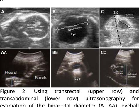 Figure From Pregnancy Diagnosis In Dromedary Comparison Between