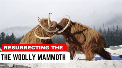 The Return Of Woolly Mammoth Scientists Are Resurrecting Woolly