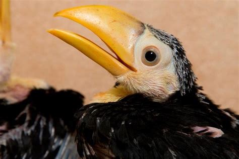 Toco Toucan Chicks - A ZooBorns First! - ZooBorns