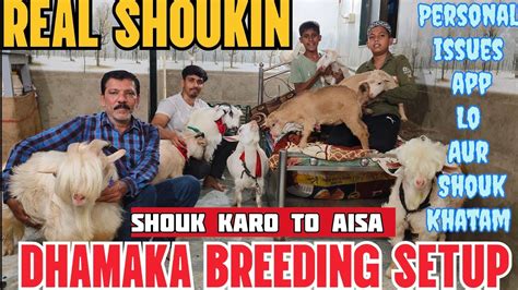 Dhamaka Shoukin Goats Bacche Jaise Pale Hue Lo Aur Shouk Karo Aizaz