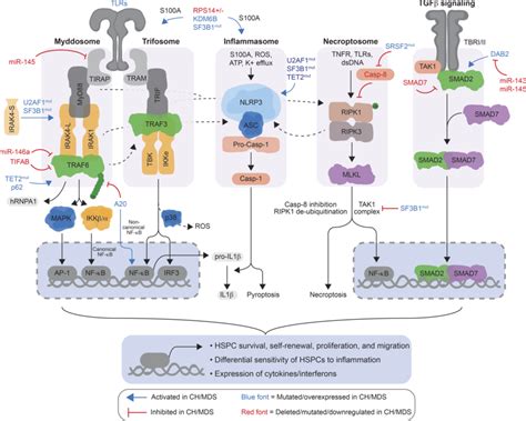 Cell Intrinsic Dysregulation Of Smocs Involved In Innate Immune