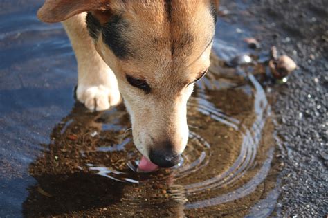 Dog Puddle Drink - Free photo on Pixabay - Pixabay