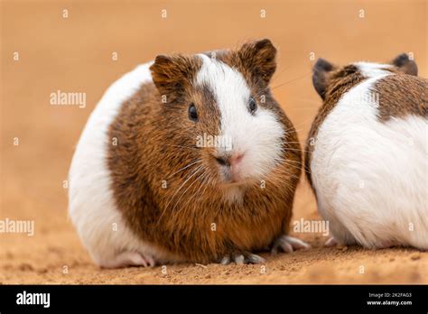 Two Cute Guinea Pigs Stock Photo Alamy