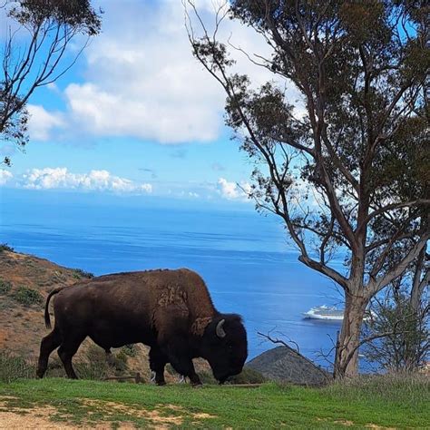 Our Top 10 Favorite Catalina Island Activities - Catalina Dream Vacations